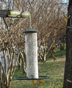 bf_thistlebackyardnature703.jpg
